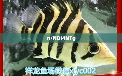 女王大帆魚(yú)，女王大帆魚(yú)詳解