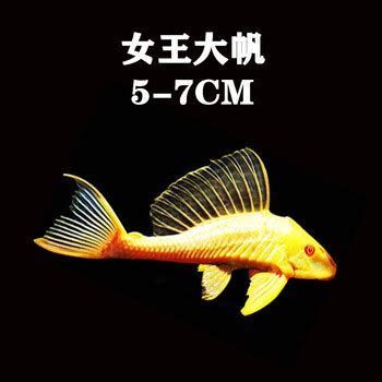 女王大帆魚，女王大帆魚詳解 女王大帆魚，女王大帆魚詳解 龍魚百科 第2張