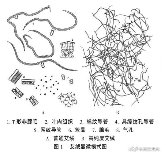 這些民俗應(yīng)對措施有哪些科學(xué)解釋，內(nèi)蚊蟲活動率下降72%解“民俗應(yīng)對措施” 這些民俗應(yīng)對措施有哪些科學(xué)解釋，內(nèi)蚊蟲活動率下降72%解“民俗應(yīng)對措施” 龍魚百科 第6張