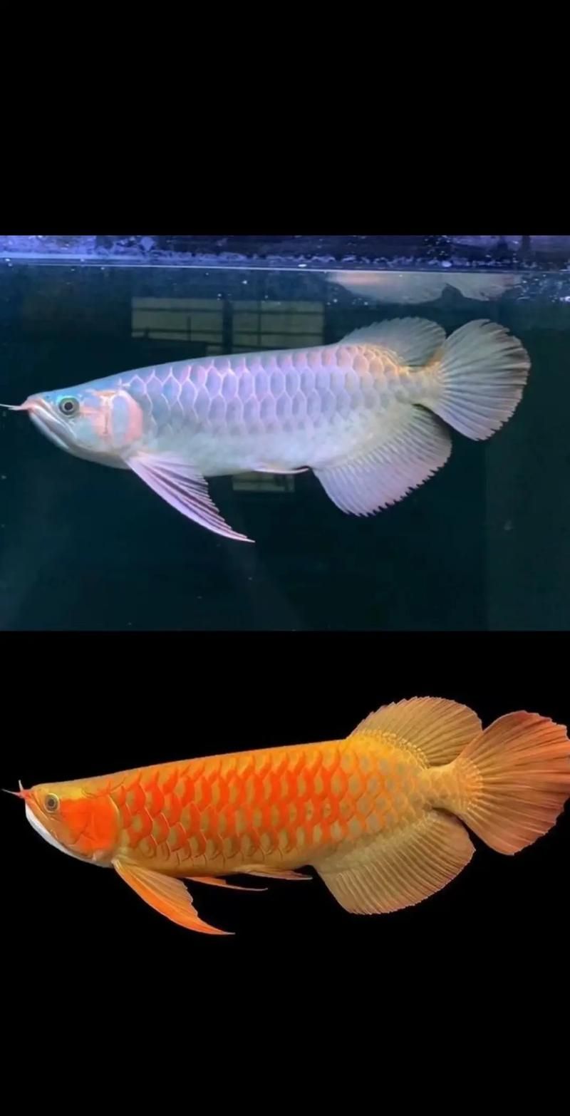 紅龍魚市場價格范圍是多少，全球最貴觀賞魚:紅龍魚價格揭秘