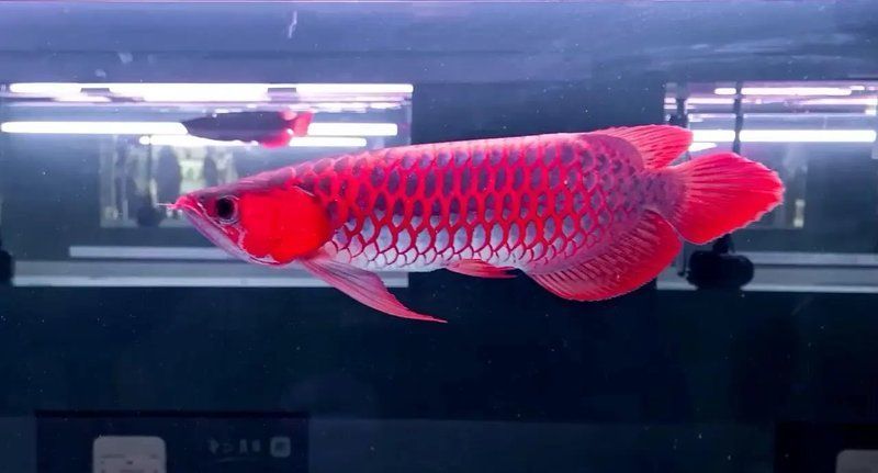 紅龍魚市場價格范圍是多少，全球最貴觀賞魚:紅龍魚價格揭秘