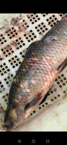 紅龍魚病的癥狀有哪些圖片，紅龍魚常見疾病癥狀詳解
