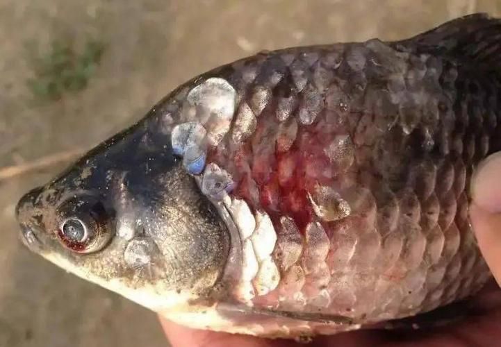 紅龍魚病的癥狀有哪些圖片，紅龍魚常見疾病癥狀詳解