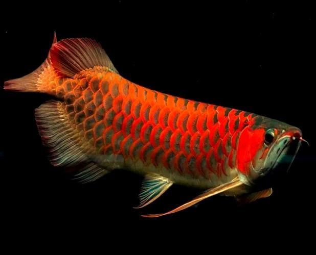 風(fēng)水魚有哪些品種，常見(jiàn)的風(fēng)水魚品種