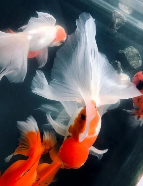 風(fēng)水魚有哪些品種，常見(jiàn)的風(fēng)水魚品種