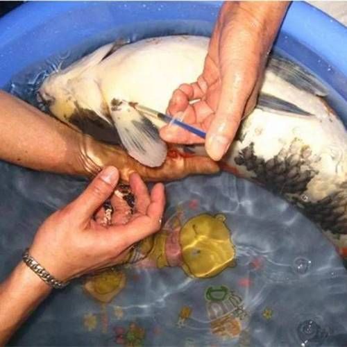 感染魚類細菌后如何治療，arxiv論文助手詳解感染魚類細菌后的治療方法