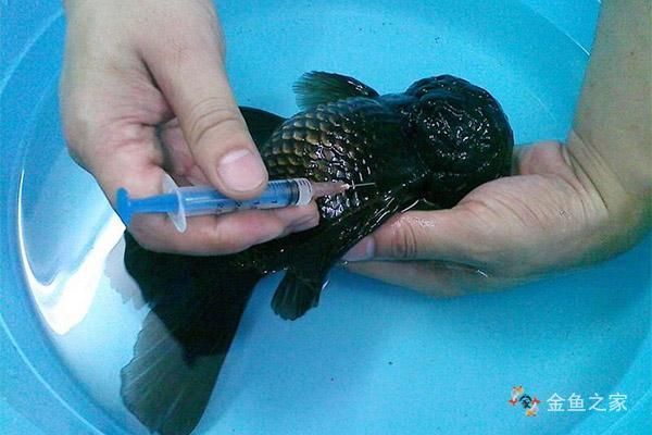 感染魚類細菌后如何治療，arxiv論文助手詳解感染魚類細菌后的治療方法