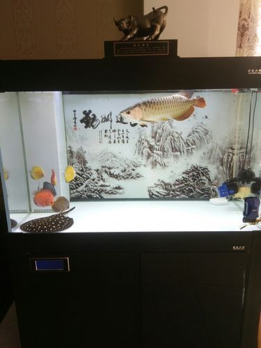 如何預防龍魚撞缸和豎鱗病？，如何預防龍魚撞缸與豎鱗病