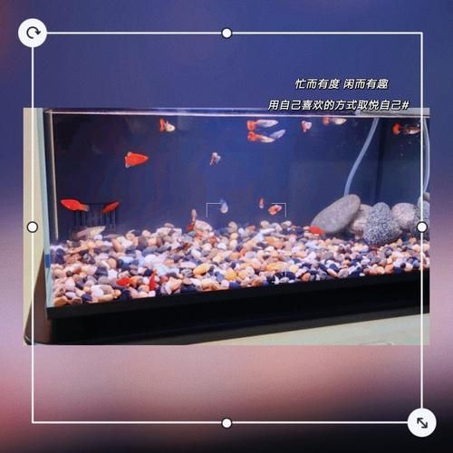 有哪些品牌的魚缸濾材推薦？，為魚缸選擇合適的濾材時(shí)有幾個(gè)品牌因其卓越的性能和可靠性受到推崇 有哪些品牌的魚缸濾材推薦？，為魚缸選擇合適的濾材時(shí)有幾個(gè)品牌因其卓越的性能和可靠性受到推崇 龍魚百科 第13張