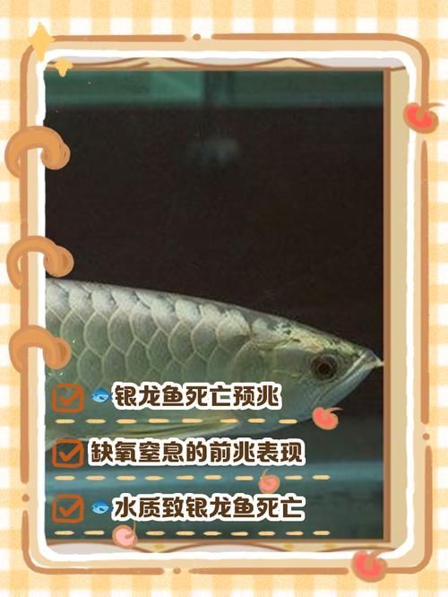 銀龍魚潰爛最怕三個(gè)東西圖片，銀龍魚潰爛怎么辦？ 銀龍魚潰爛最怕三個(gè)東西圖片，銀龍魚潰爛怎么辦？ 龍魚百科 第4張