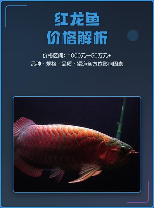 紅崗龍魚的市場價格是多少？，紅崗龍魚價格是多少