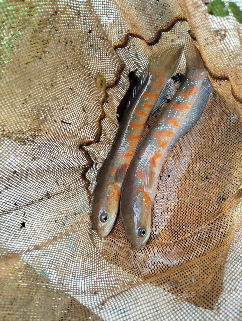 七星龍魚有哪些顏色品種？，七星龍魚發色養護指南