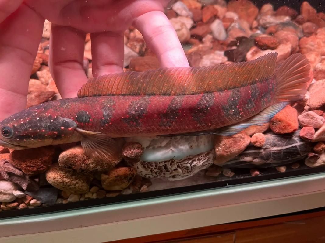 七星龍魚有哪些顏色品種？，七星龍魚發色養護指南