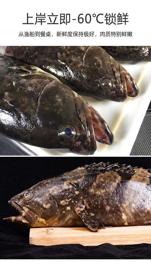 東山龍魚有哪些營養價值？，東山龍魚的營養價值
