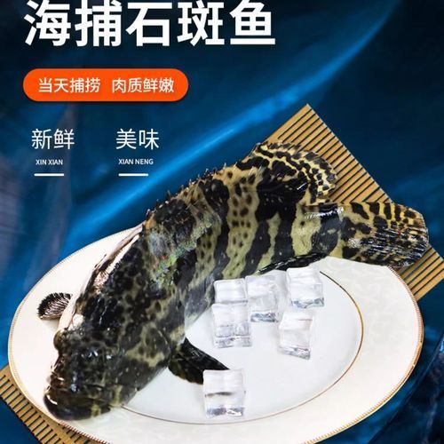 東山龍魚有哪些營養價值？，東山龍魚的營養價值