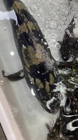 東山龍魚有哪些營養價值？，東山龍魚的營養價值