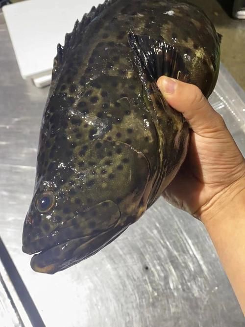 東山龍魚有哪些營養價值？，東山龍魚的營養價值