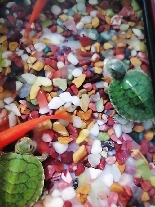 能否提供一張魚和烏龜?shù)膱D片，魚與烏龜共養(yǎng)的實(shí)用指南