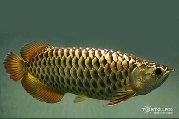 平房龍魚有哪些品種推薦？，適合在平房養殖的龍魚品種推薦 平房龍魚有哪些品種推薦？，適合在平房養殖的龍魚品種推薦 龍魚百科 第20張
