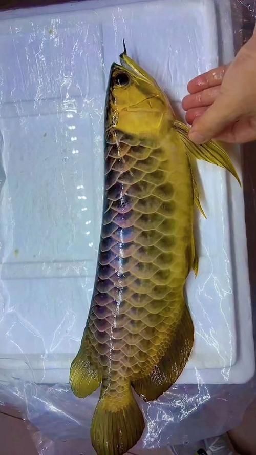 獅子山龍魚有哪些品種？，如何區分不同品種的獅子山龍魚？