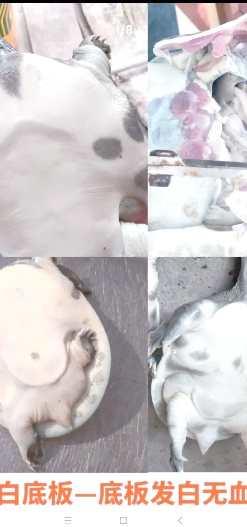 能否提供更多關于魚病防治的信息，水產養殖中常見的魚病防治措施包括哪些藥物最常用