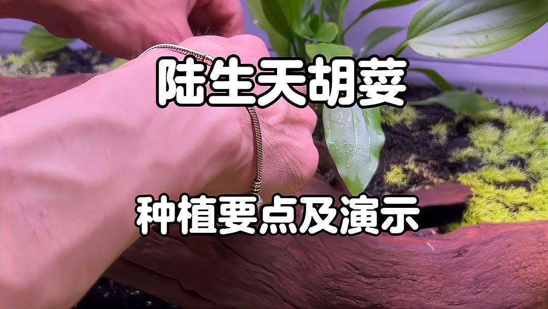 有哪些適合野彩的水草種類，適合野彩水草種類豐富多樣的野彩水草種類豐富多樣