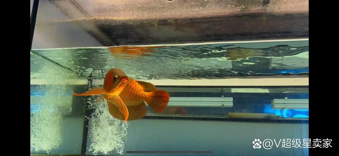 適合過背金龍魚的水草，如何選擇適合過背金龍魚的水草