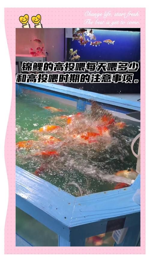 錦鯉趴缸后如何喂食，錦鯉趴缸后如何喂食指南，