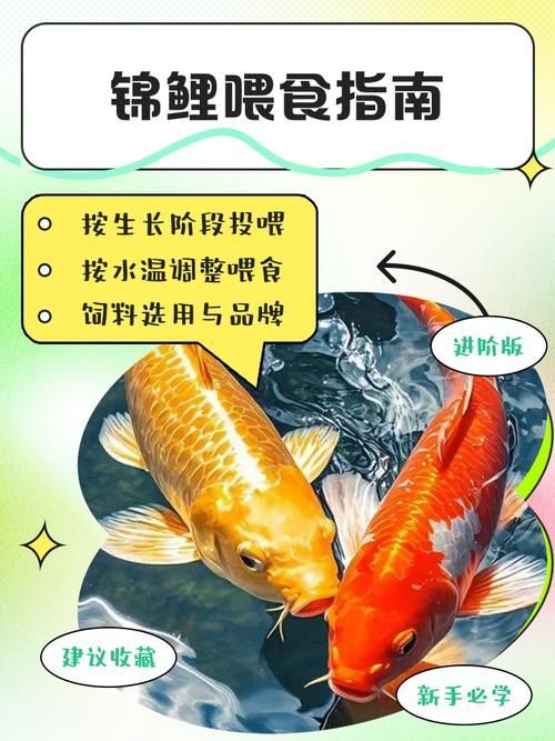 錦鯉趴缸后如何喂食，錦鯉趴缸后如何喂食指南，