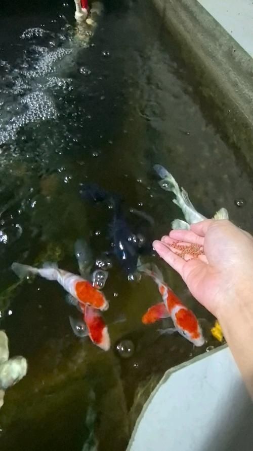 錦鯉趴缸后如何喂食，錦鯉趴缸后如何喂食指南，