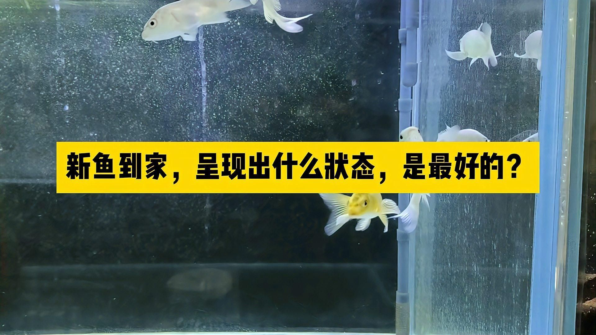 如何判斷我的魚是否健康，如何判斷魚是否健康