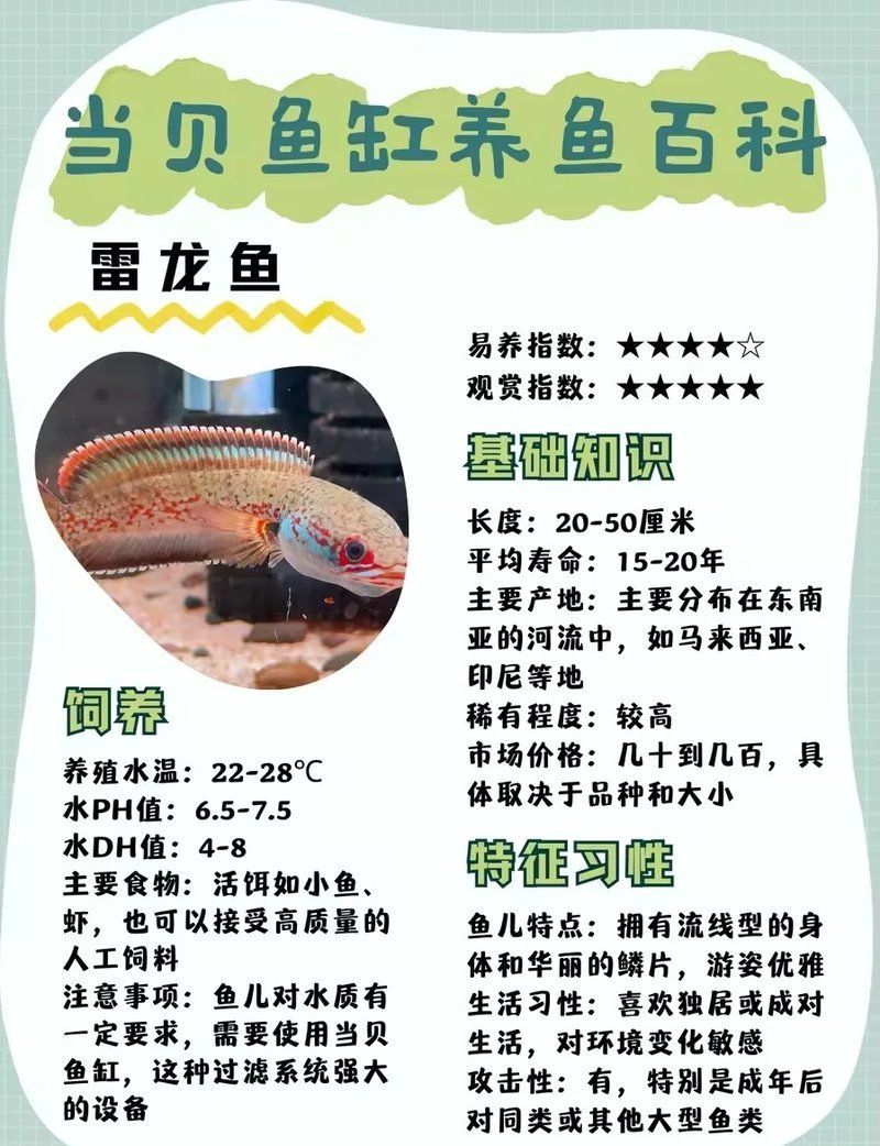 如何判斷雷龍魚是否健康，如何判斷雷龍魚的健康狀況