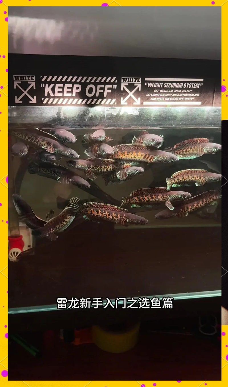 如何判斷雷龍魚是否健康，如何判斷雷龍魚的健康狀況
