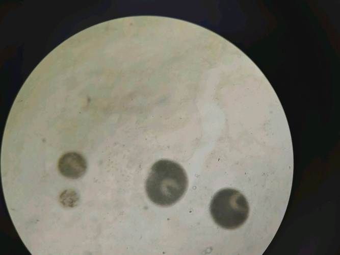 如何判斷龍魚白膜病類型，如何判斷龍魚白膜病