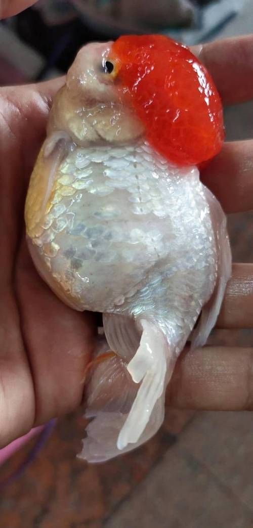 魚(yú)爛鱗病怎么治療，魚(yú)爛鱗病治療指南