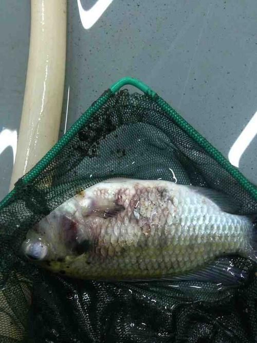 魚(yú)爛鱗病怎么治療，魚(yú)爛鱗病治療指南
