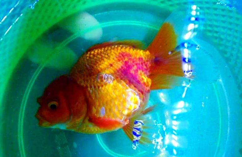 如何判斷金魚根部充血的嚴重程度，如何判斷金魚根部充血嚴重程度