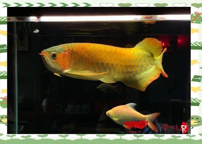 哪里可以找到亞洲龍魚的高清圖片？，如何找到亞洲龍魚的高清圖片
