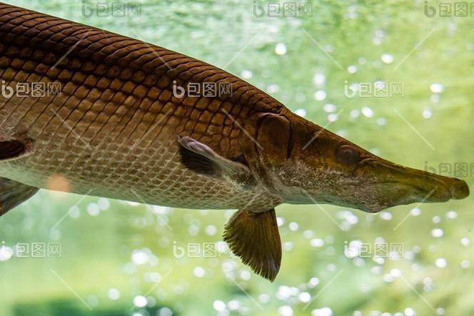 哪里可以找到亞洲龍魚的高清圖片？，如何找到亞洲龍魚的高清圖片