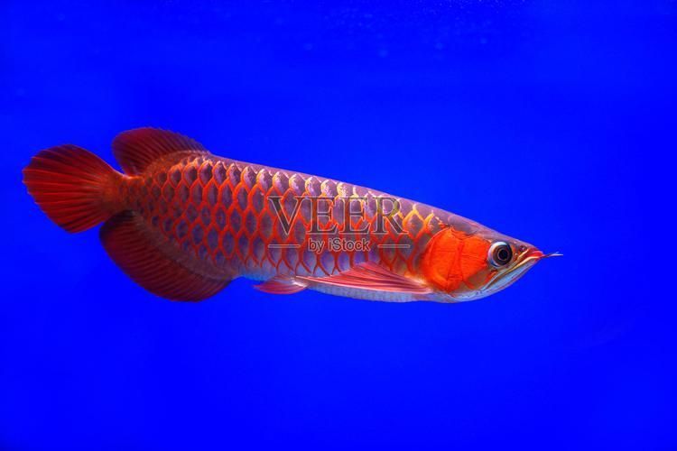哪里可以找到亞洲龍魚的高清圖片？，如何找到亞洲龍魚的高清圖片