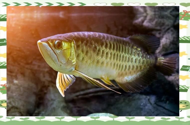 哪里可以找到亞洲龍魚的高清圖片？，如何找到亞洲龍魚的高清圖片