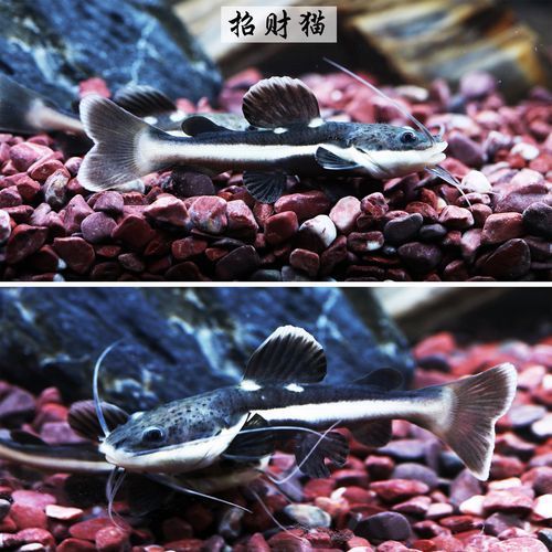 招財(cái)貓魚的價(jià)格是多少，招財(cái)貓魚價(jià)格在人民幣10元至30元至100元或更高