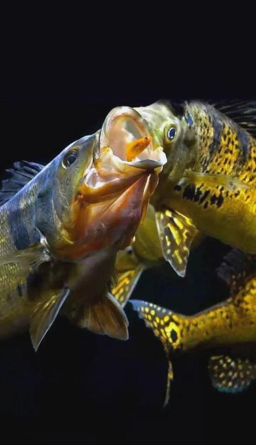 給我一些倉龍魚養殖的圖片，倉龍魚養殖每日管理清單