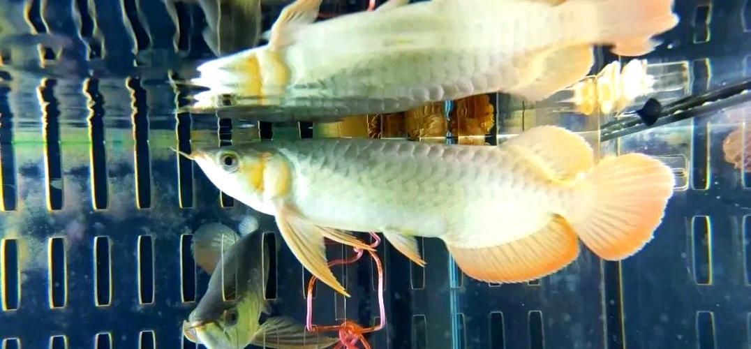 給我一些倉龍魚養殖的圖片，倉龍魚養殖每日管理清單