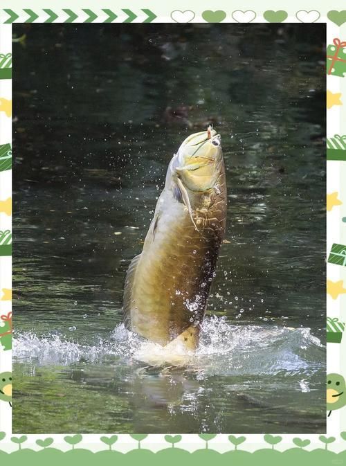 李亞四龍魚適合哪些水域，李亞四龍魚（scleropagesformosus）適合哪些水域