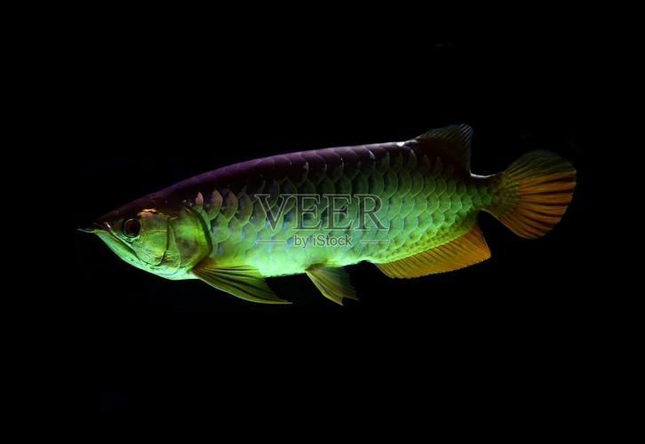 李亞四龍魚適合哪些水域，李亞四龍魚（scleropagesformosus）適合哪些水域