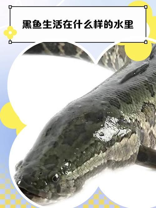 李亞四龍魚適合哪些水域，李亞四龍魚（scleropagesformosus）適合哪些水域