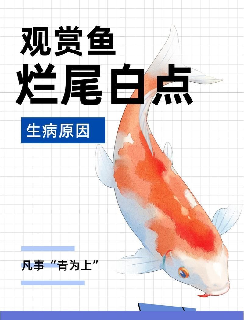 如何預防錦鯉爛尾爛鰭復發，如何預防錦鯉爛尾和爛鰭復發