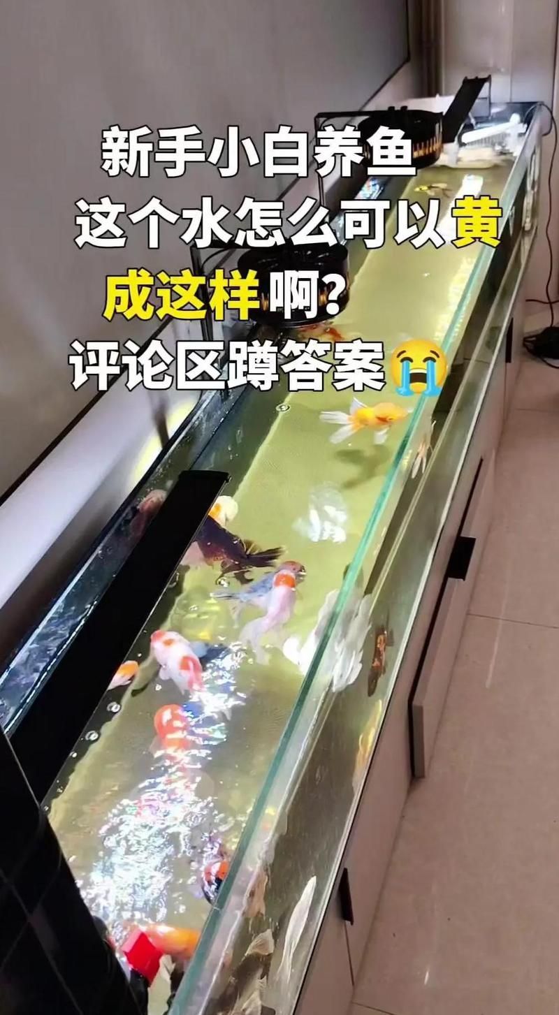 龍魚飼養過程中如何保持水質穩定？，養龍魚必看:水質穩定秘籍大公開 龍魚飼養過程中如何保持水質穩定？，養龍魚必看:水質穩定秘籍大公開 龍魚百科 第1張