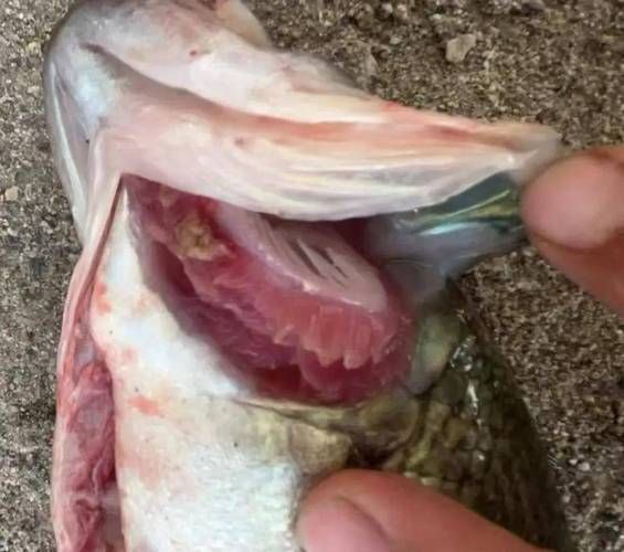 魚類浮頭后如何急救，arxiv論文助手詳解魚類浮頭后的急救方案（arxiv論文助手）